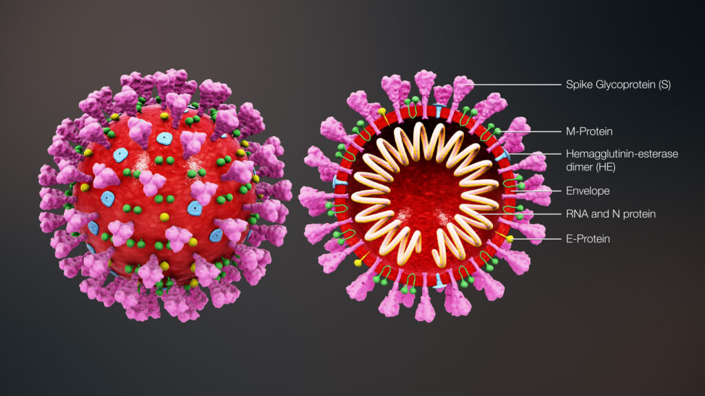 coronavirus glicanos simulacion azucares